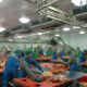 Food Processing Light