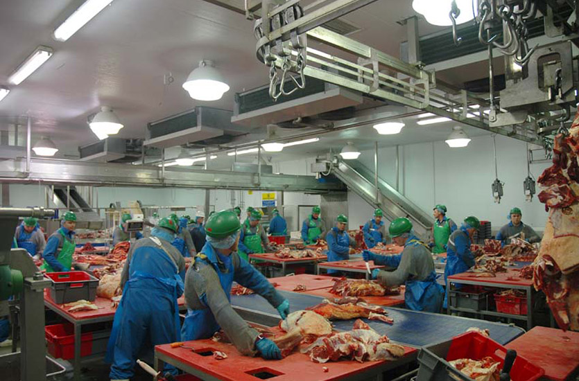 Food Processing Light