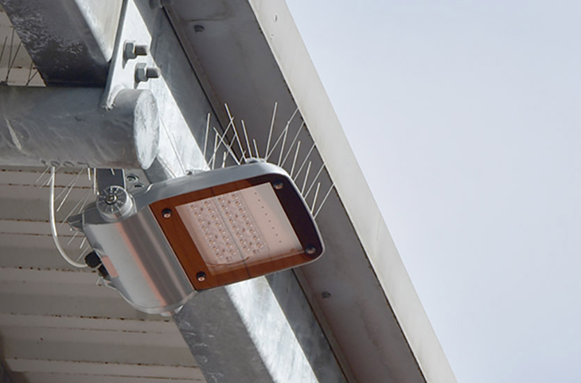 Bird Spikes on Floodlight Bird Spikes on Floodlight