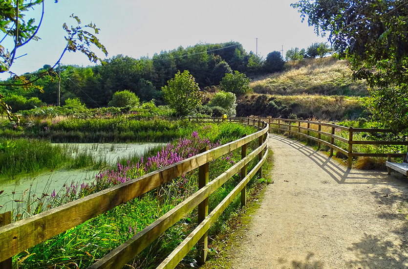 Typical Bat Habitat